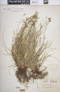 Carex albicans var. albicans image
