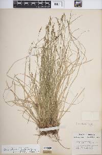 Carex albicans var. albicans image