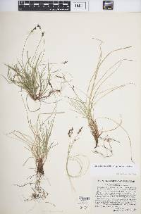 Carex albicans var. albicans image