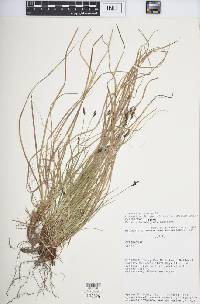 Carex albicans var. albicans image