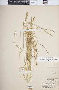 Carex albolutescens image