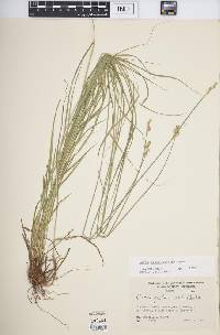 Carex albolutescens image