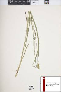 Carex alopecoidea image