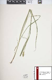 Carex alopecoidea image