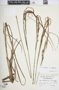 Carex aquatilis var. substricta image