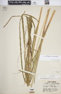 Carex aquatilis var. substricta image