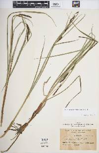 Carex aquatilis var. aquatilis image