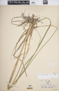 Carex aquatilis var. substricta image