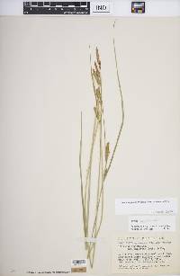 Carex aquatilis var. substricta image