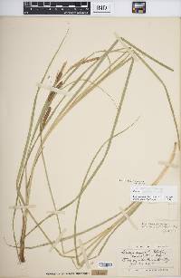 Carex aquatilis var. substricta image