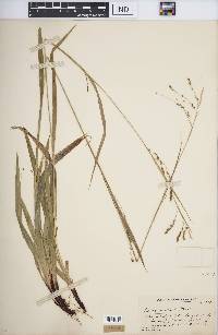 Carex arctata image