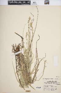 Carex argyrantha image