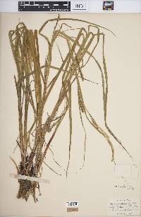 Carex atherodes image