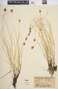 Carex athrostachya image