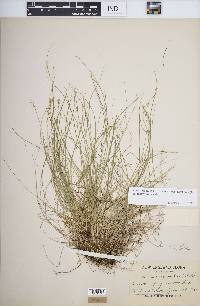 Carex atlantica subsp. capillacea image