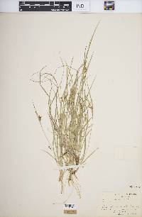 Carex aurea image