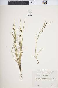 Carex aurea image