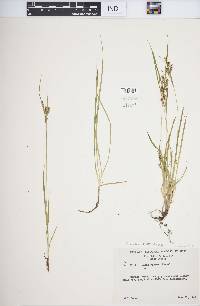 Carex aurea image