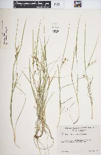 Carex aurea image