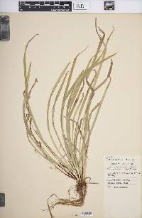 Carex austrocaroliniana image