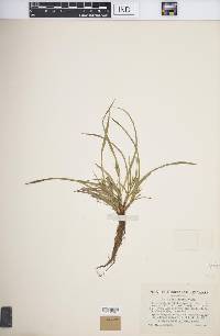 Carex backii image