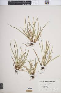 Carex backii image