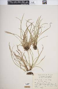 Carex backii image