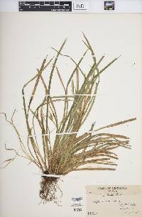 Carex backii image