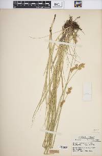 Carex bicknellii image