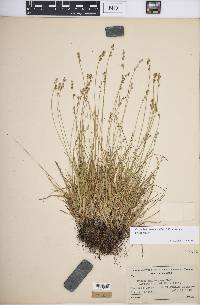 Carex brunnescens subsp. brunnescens image