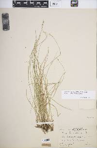 Carex brunnescens subsp. sphaerostachya image