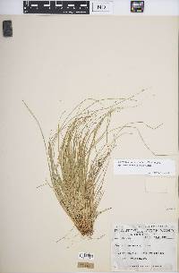 Carex brunnescens subsp. sphaerostachya image