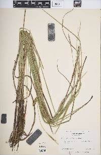 Carex bullata image