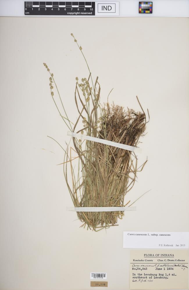 Carex canescens subsp. canescens image