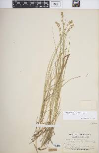 Carex canescens var. canescens image