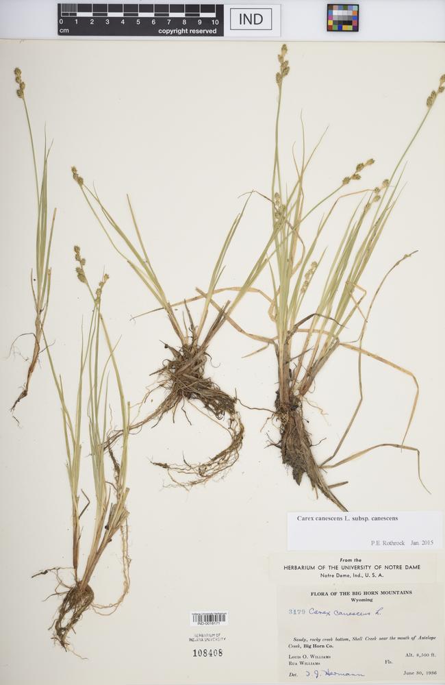 Carex canescens var. canescens image