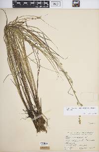 Carex canescens var. disjuncta image