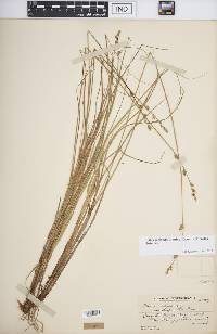 Carex canescens var. disjuncta image