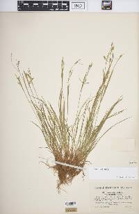 Carex capillaris image