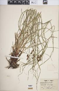 Carex caroliniana image