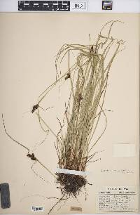 Carex caroliniana image