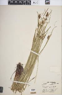 Carex caroliniana image