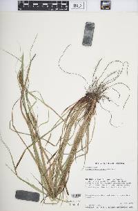 Carex caroliniana image