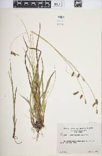 Carex castanea image