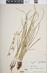 Carex castanea image