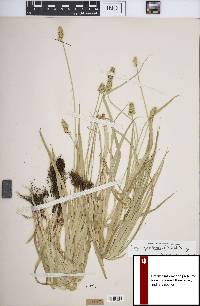 Carex cephaloidea image