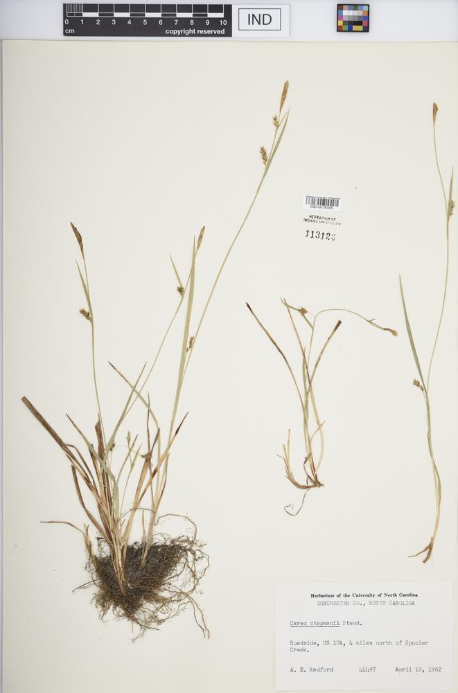 Carex chapmanii image