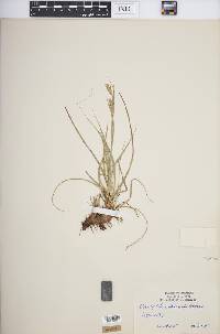 Carex cherokeensis image