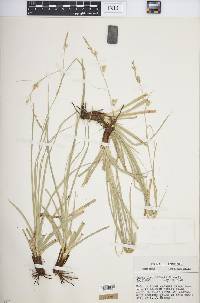 Carex cherokeensis image