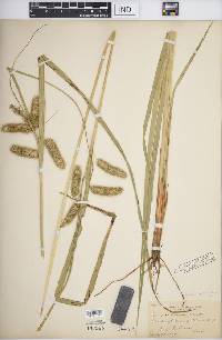 Carex comosa image